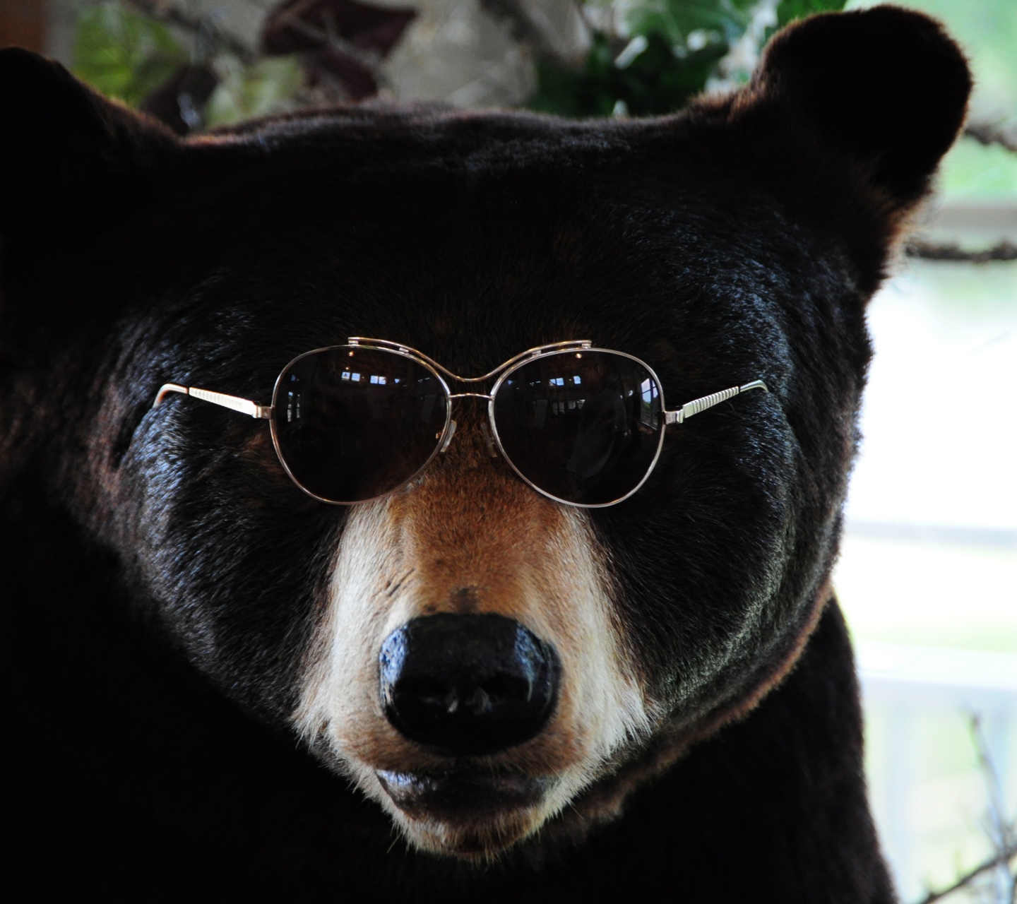 The Cool Bear