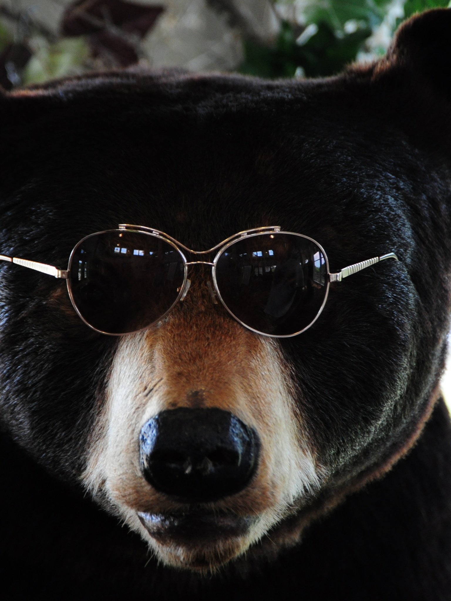 The Cool Bear