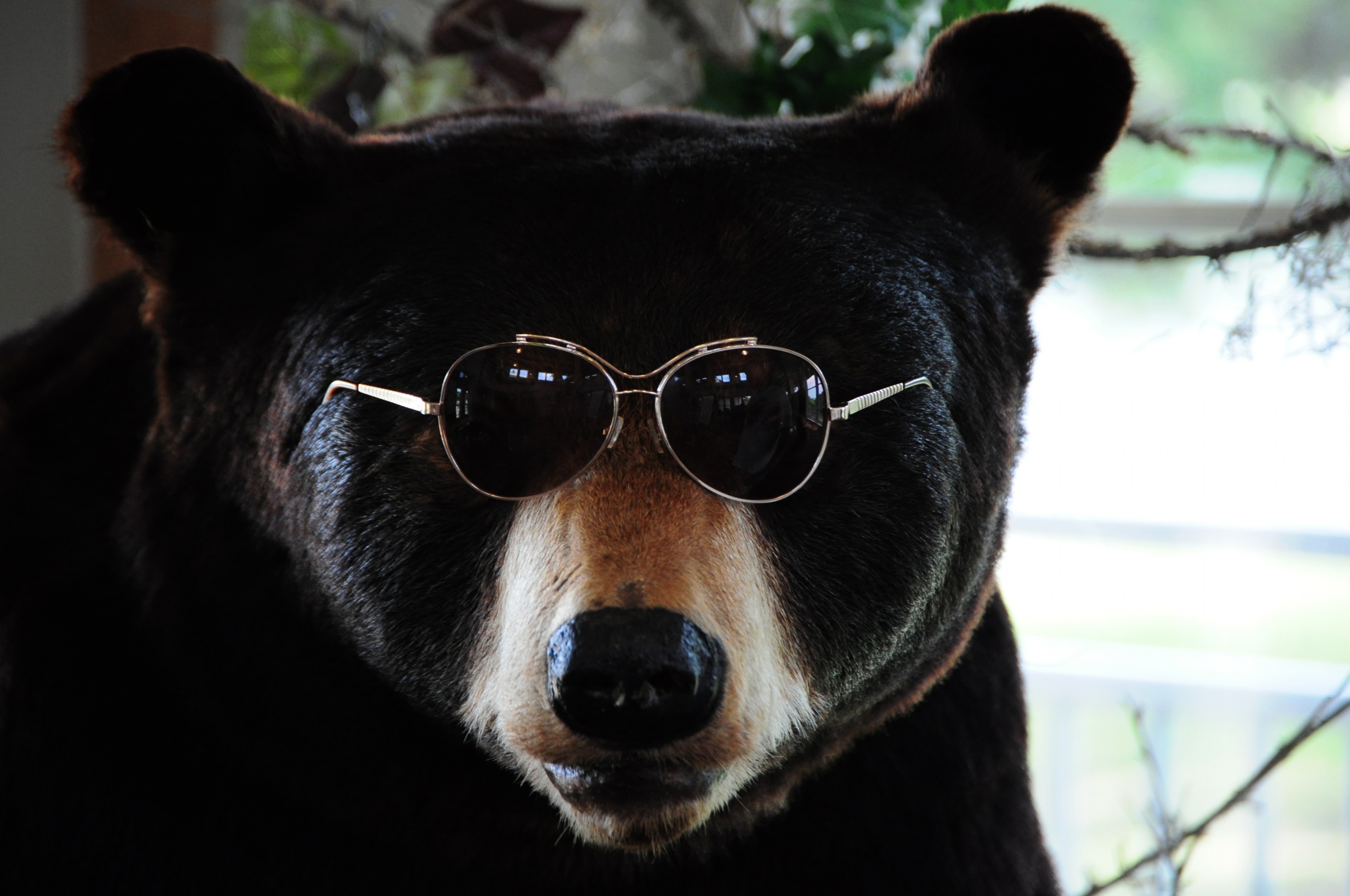 The Cool Bear