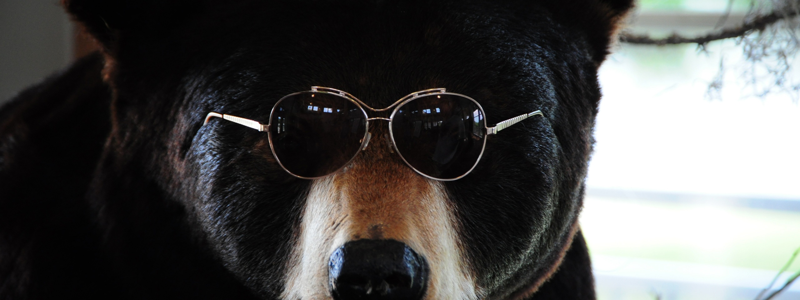 The Cool Bear