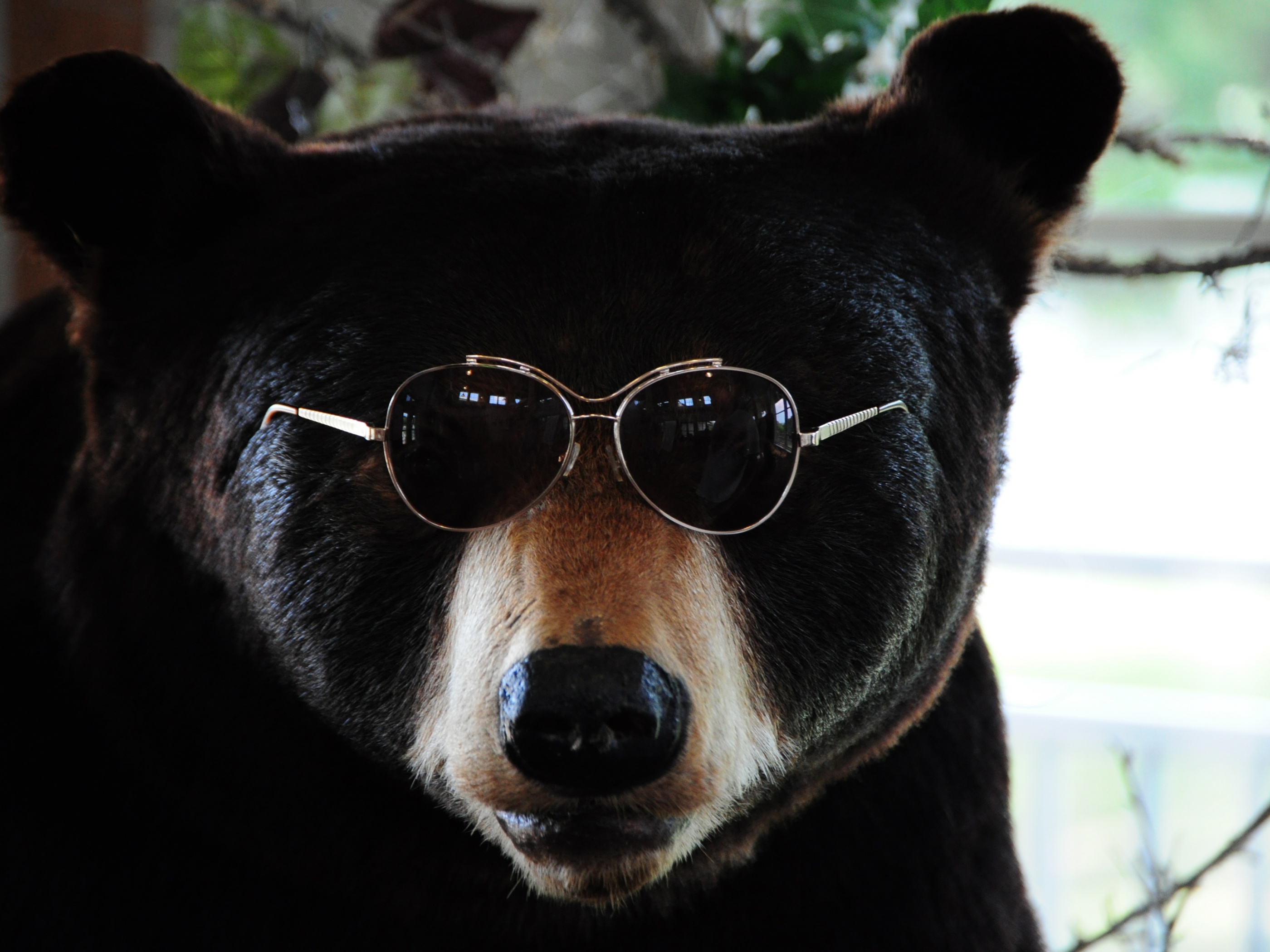 The Cool Bear