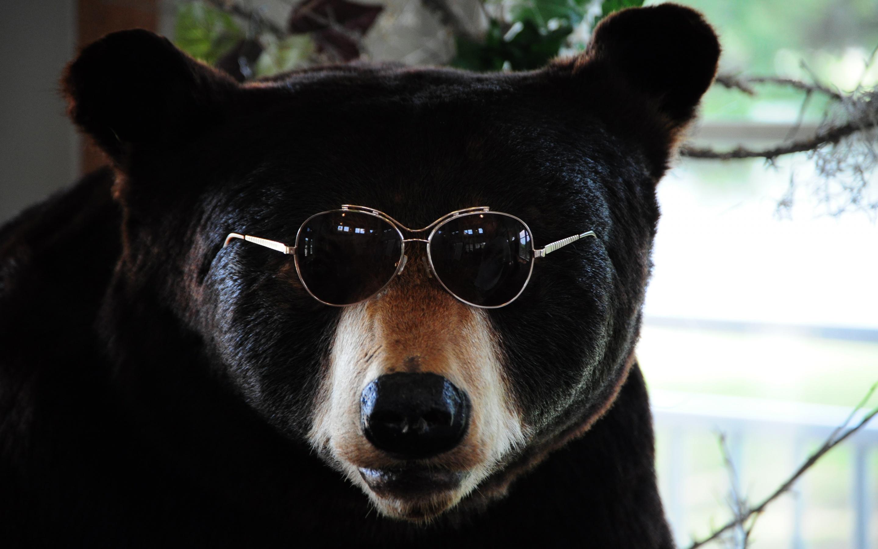 The Cool Bear