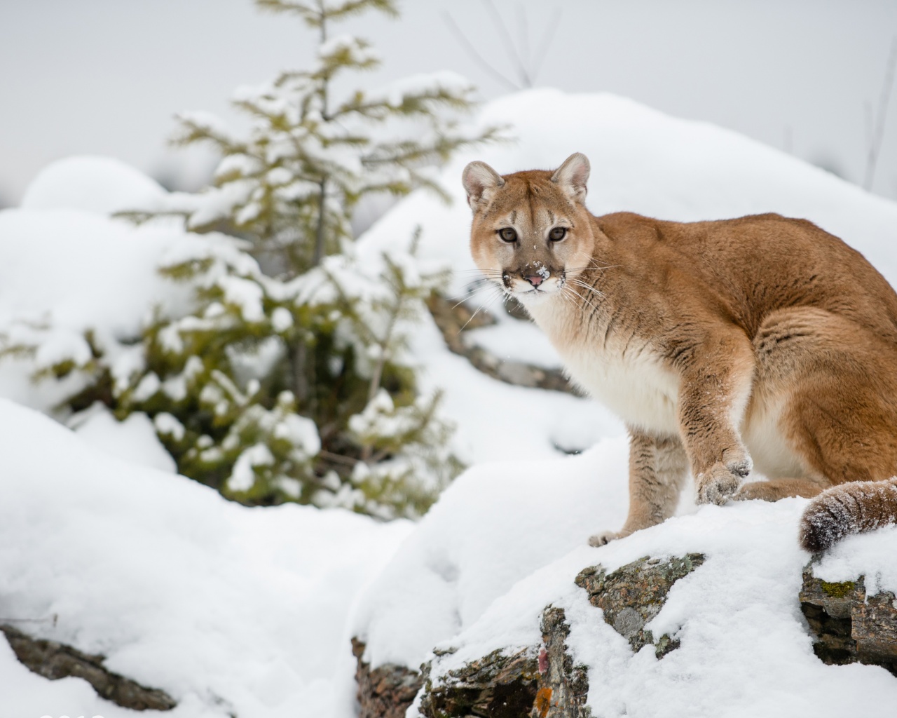 The Cougar - Mountain Lion