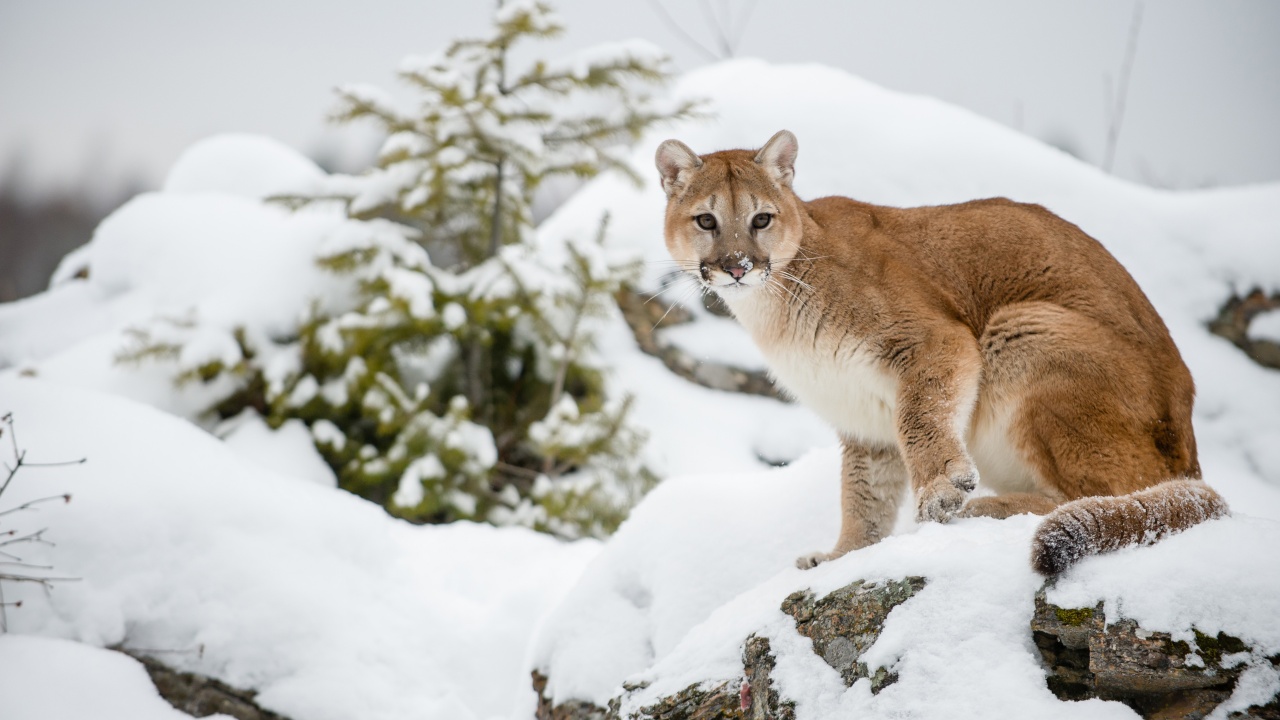 The Cougar - Mountain Lion