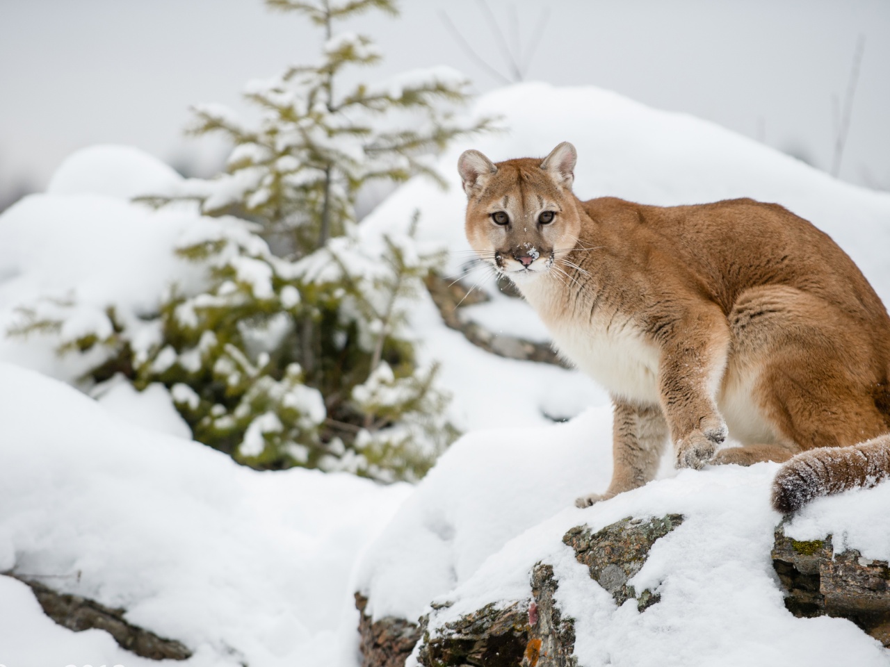 The Cougar - Mountain Lion