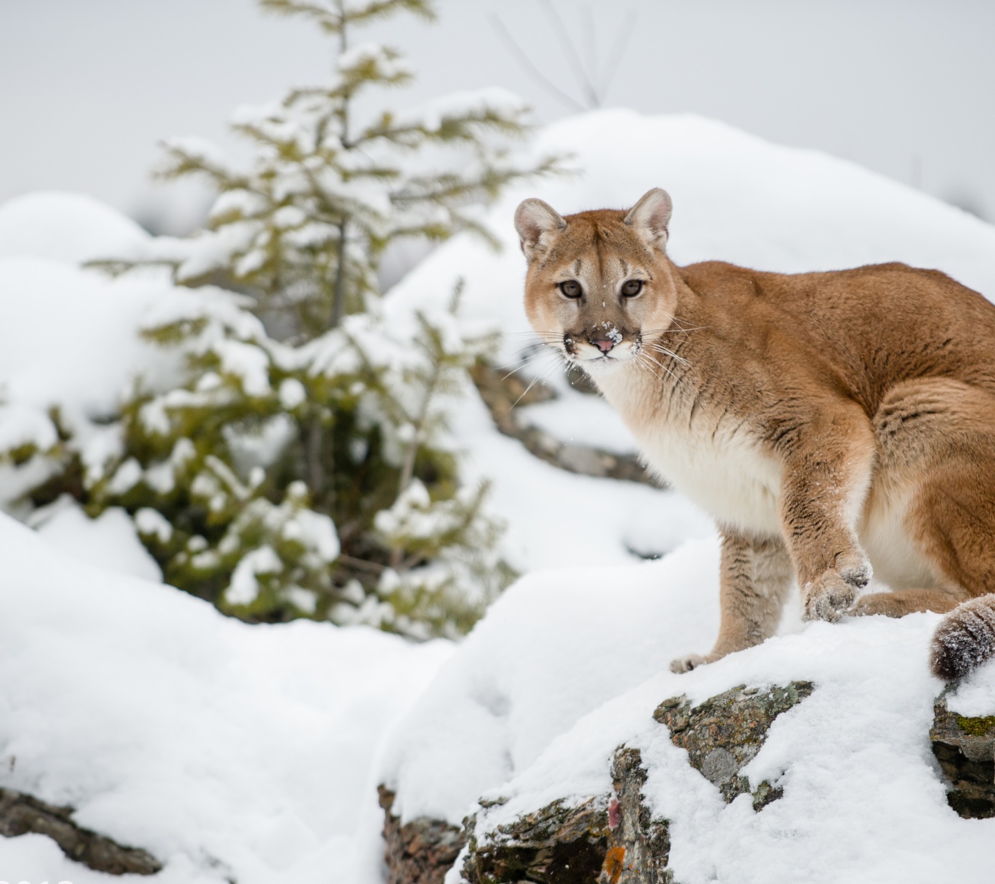 The Cougar - Mountain Lion