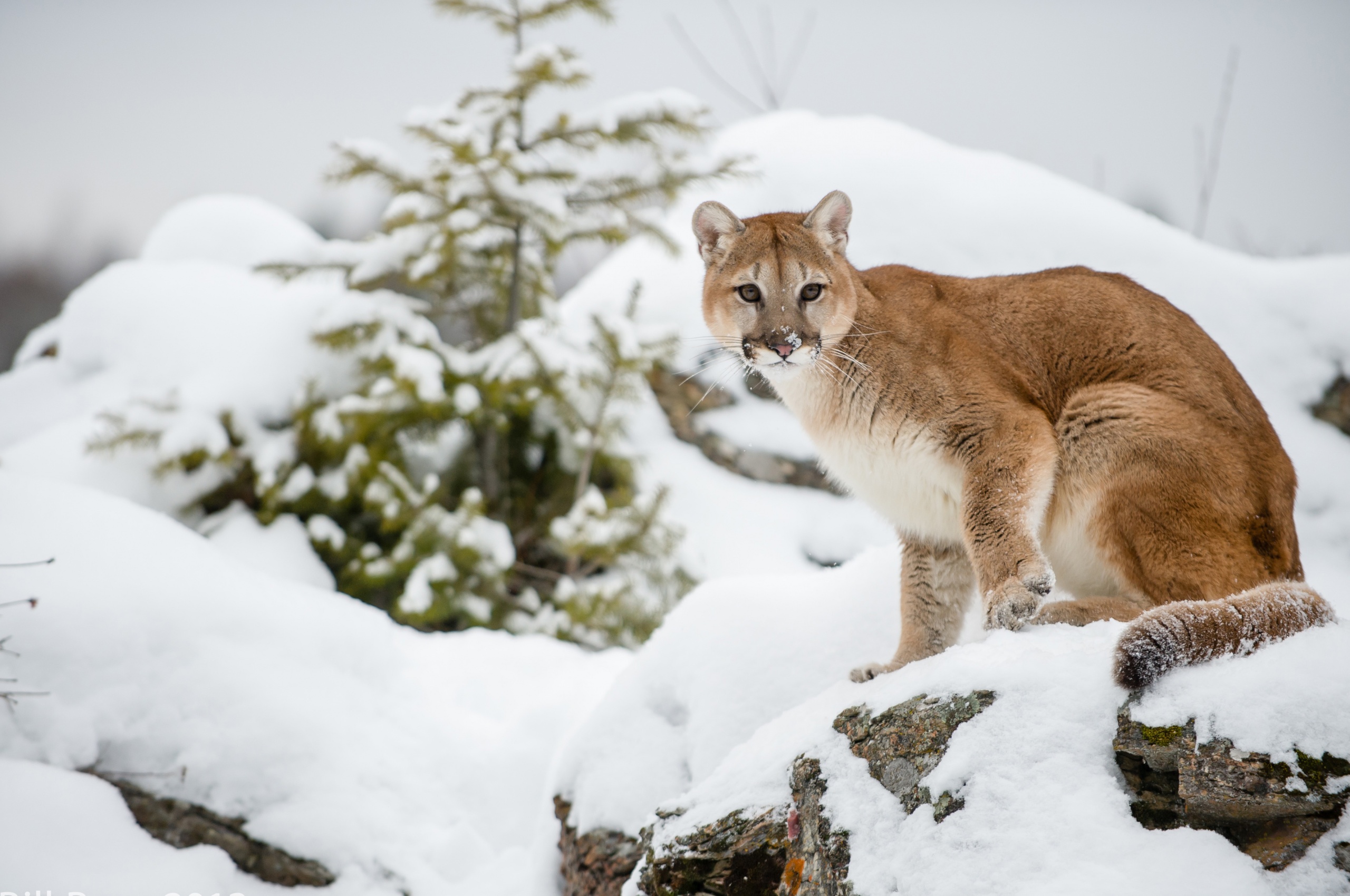 The Cougar - Mountain Lion