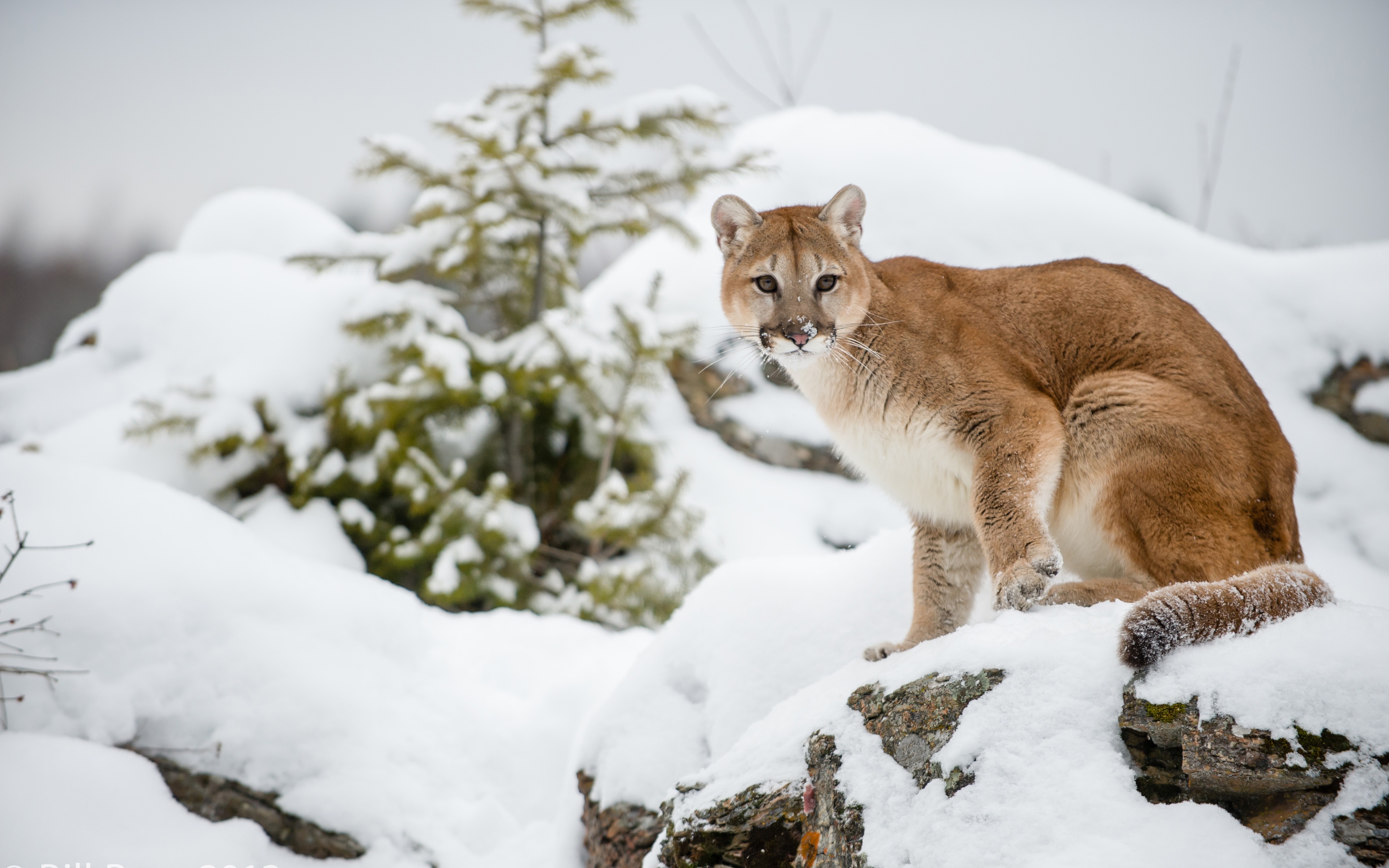 The Cougar - Mountain Lion