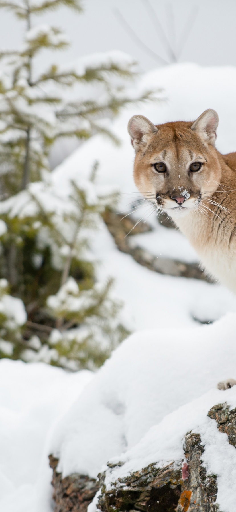 The Cougar - Mountain Lion