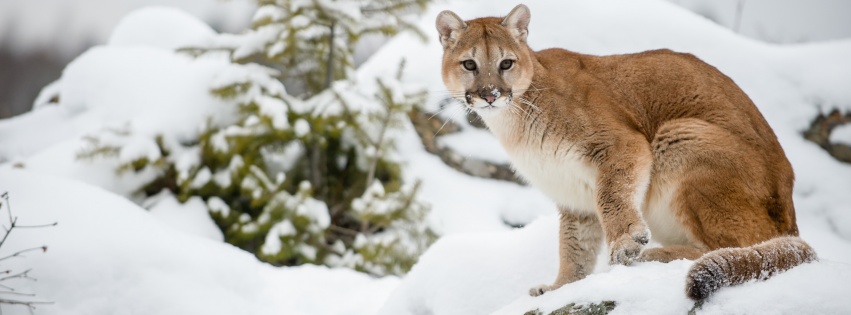 The Cougar - Mountain Lion