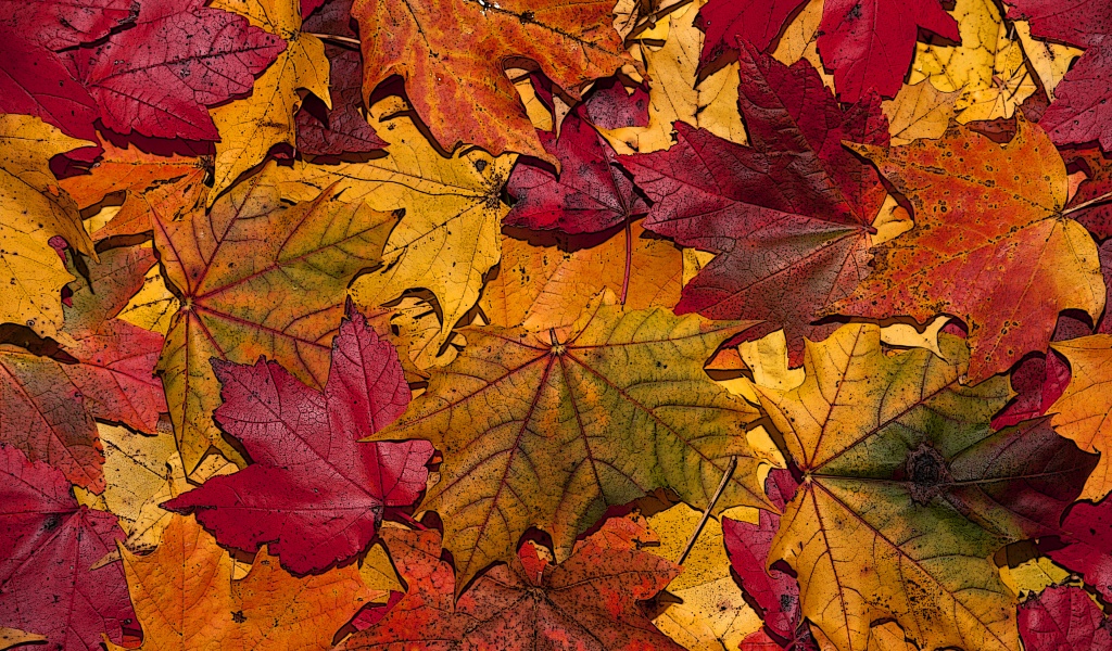 The Fallen Leaves In Autumn Colors