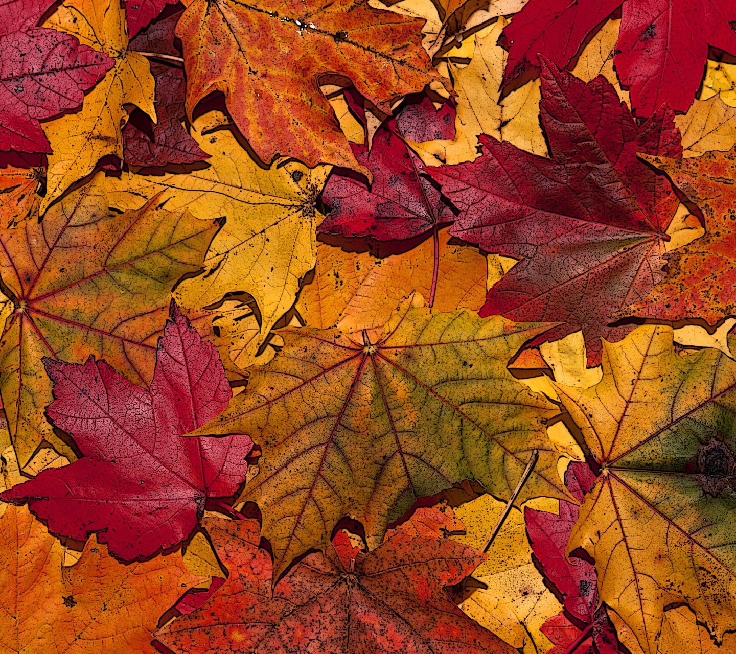 The Fallen Leaves In Autumn Colors