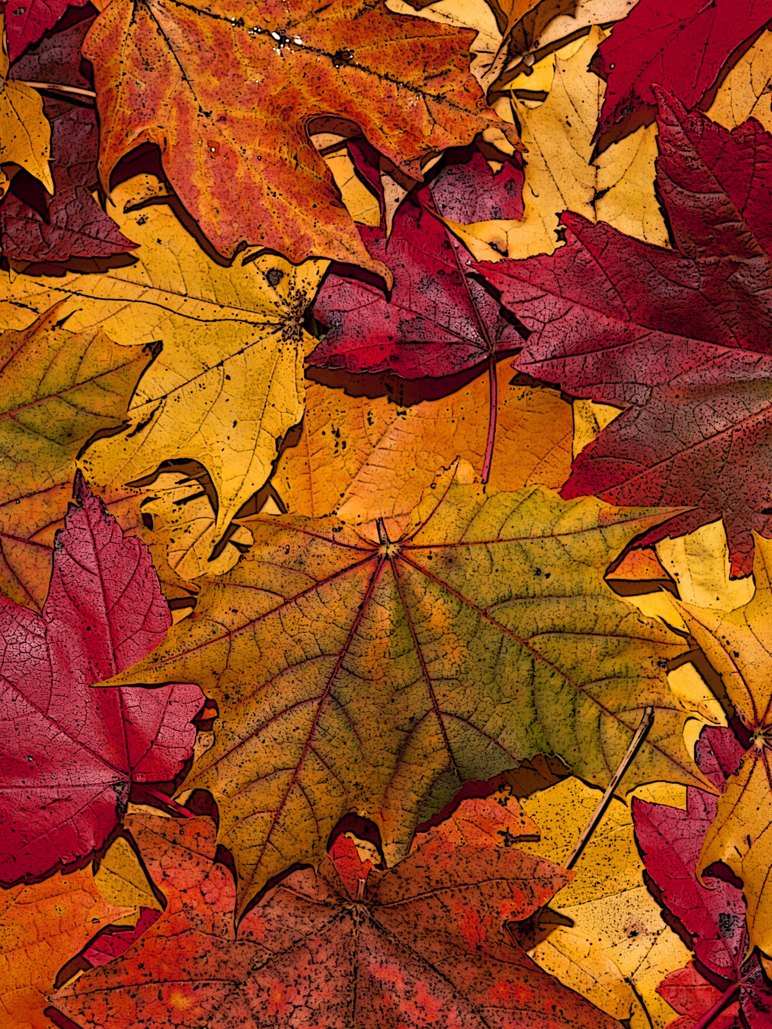 The Fallen Leaves In Autumn Colors