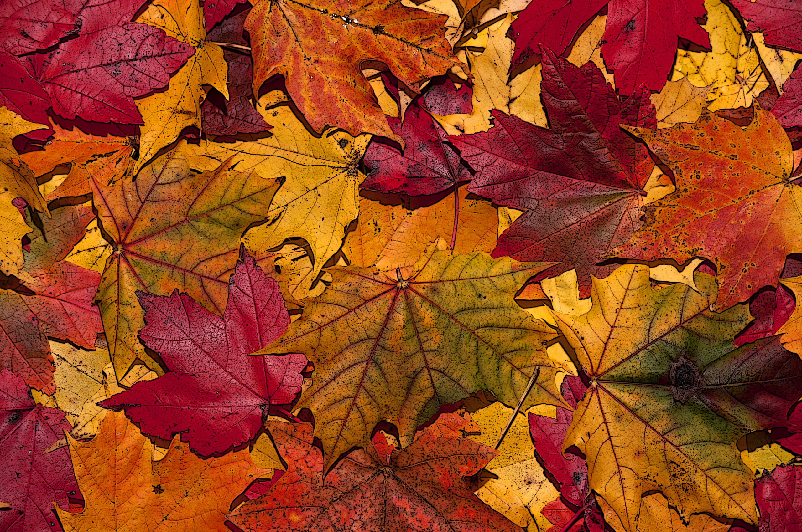 The Fallen Leaves In Autumn Colors