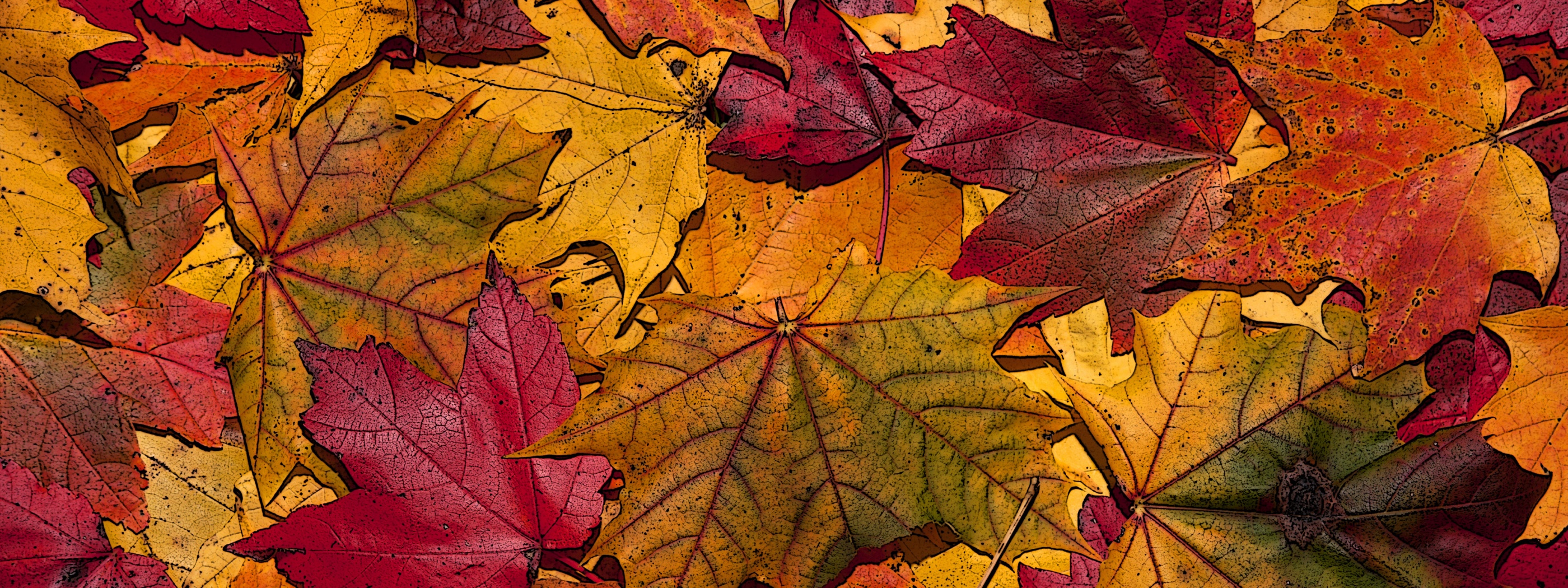 The Fallen Leaves In Autumn Colors