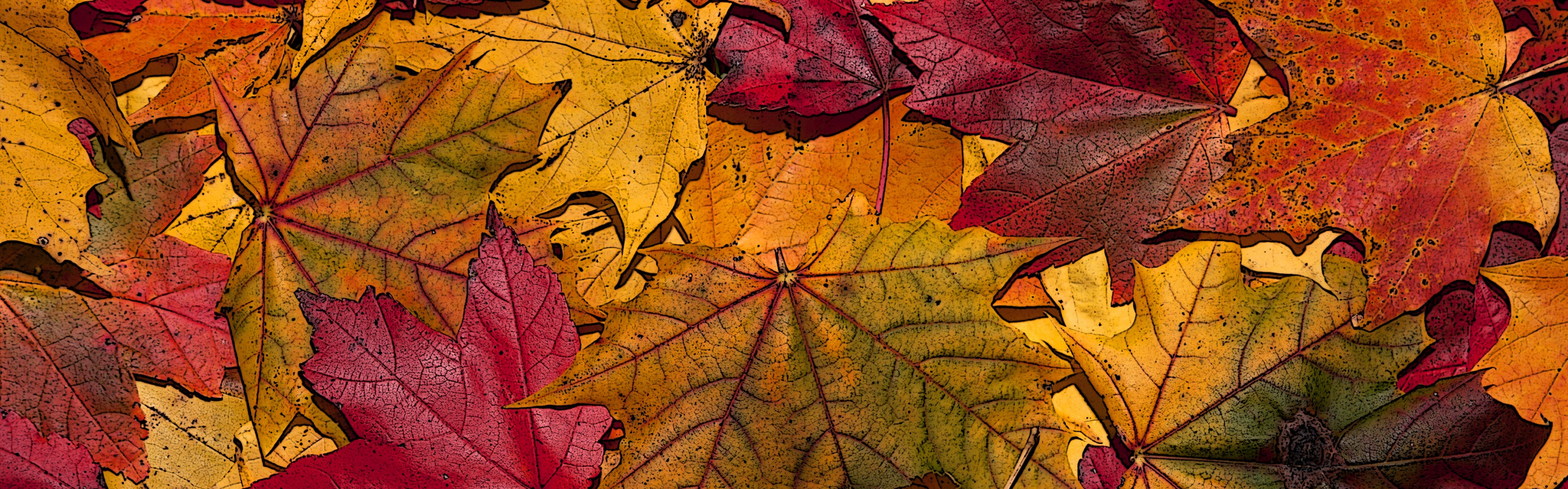 The Fallen Leaves In Autumn Colors