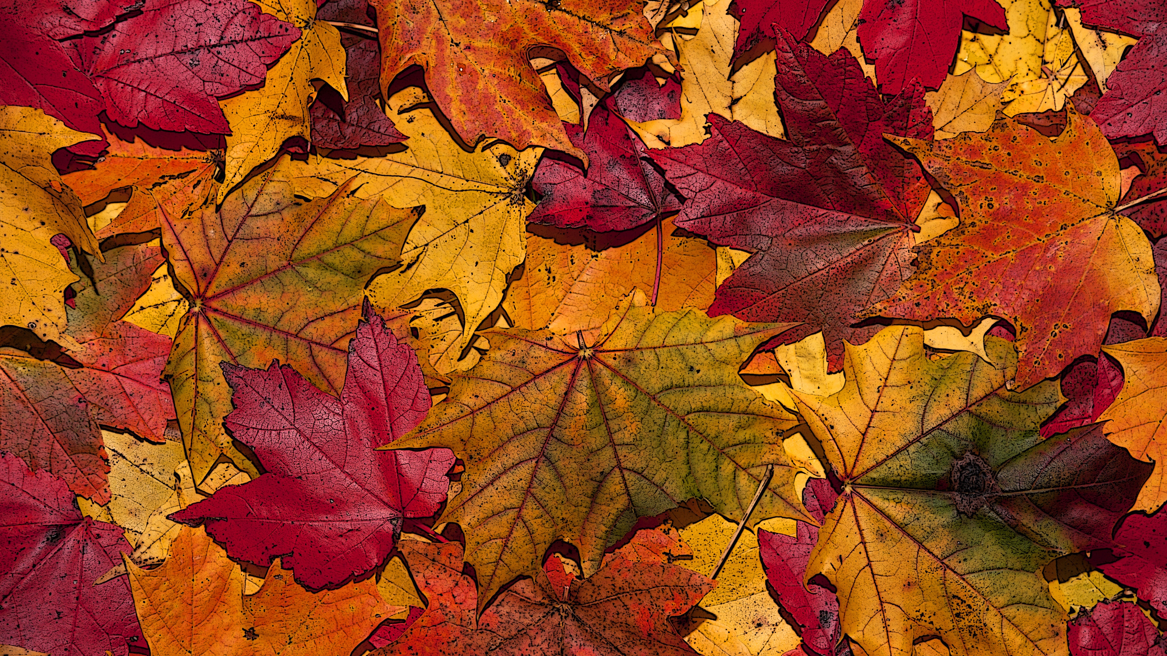 The Fallen Leaves In Autumn Colors