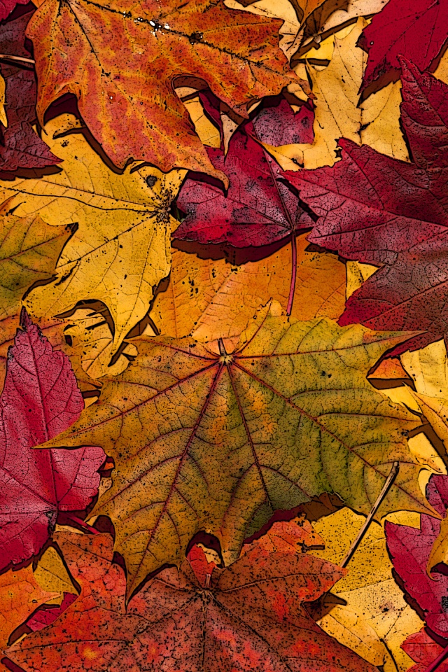 The Fallen Leaves In Autumn Colors