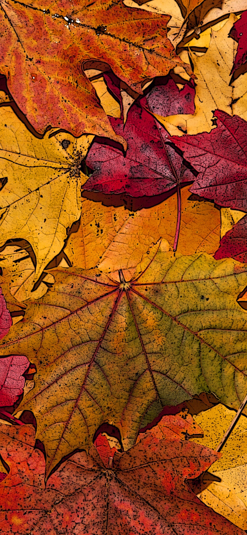 The Fallen Leaves In Autumn Colors