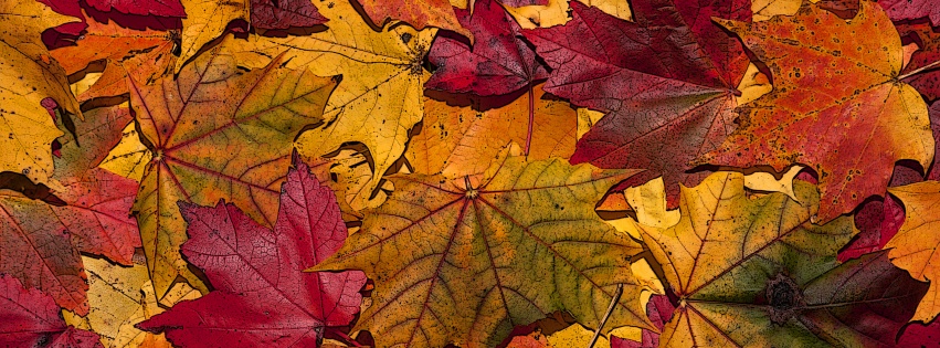 The Fallen Leaves In Autumn Colors