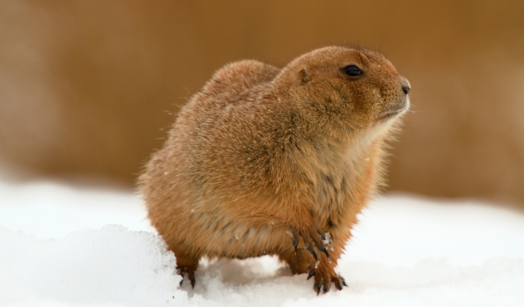 The Groundhog