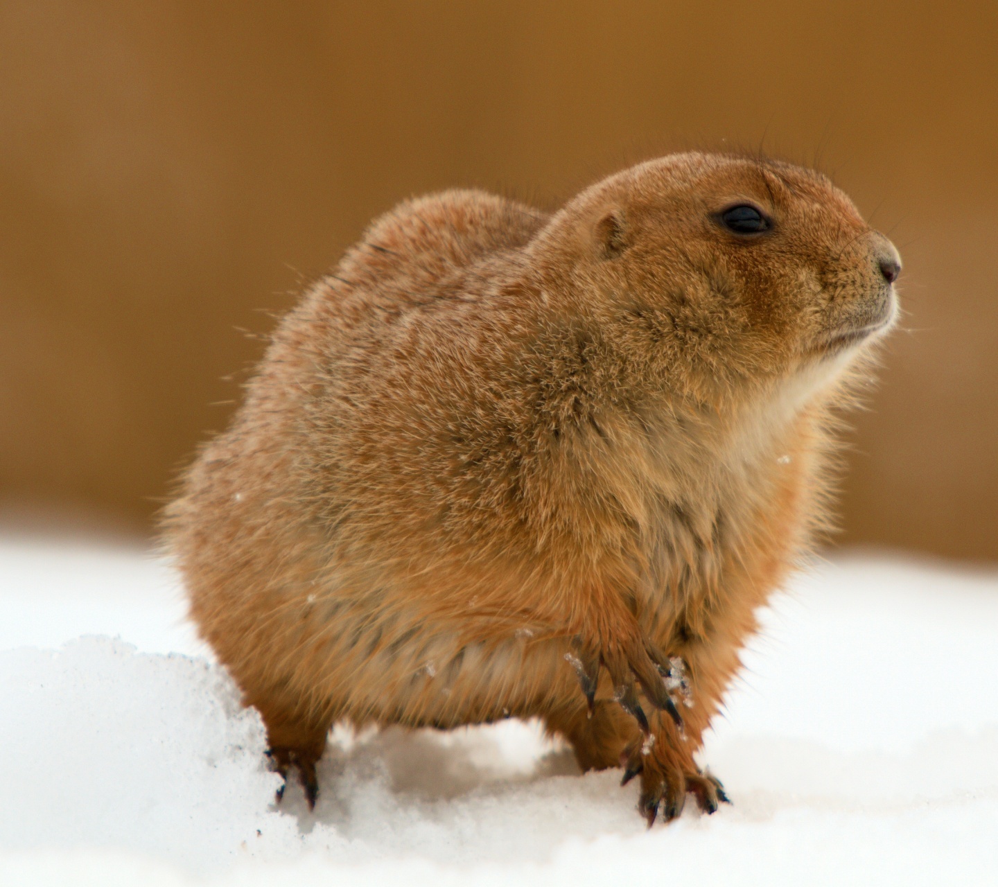 The Groundhog