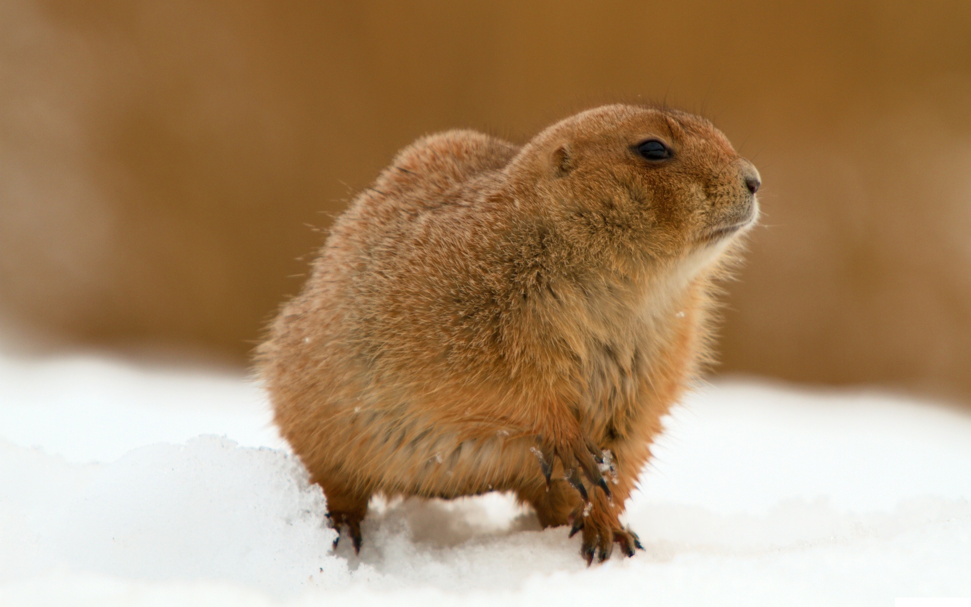 The Groundhog