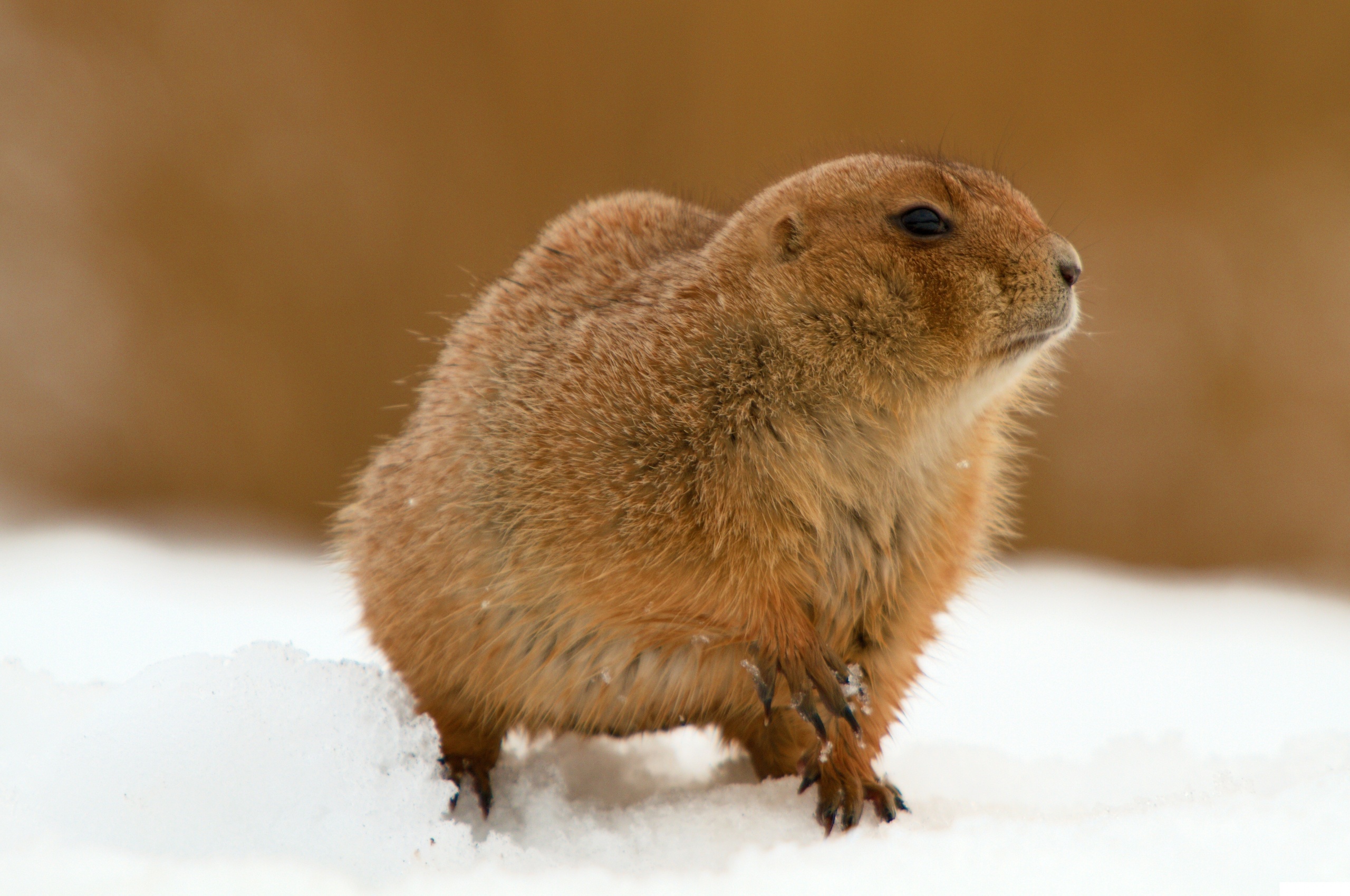 The Groundhog