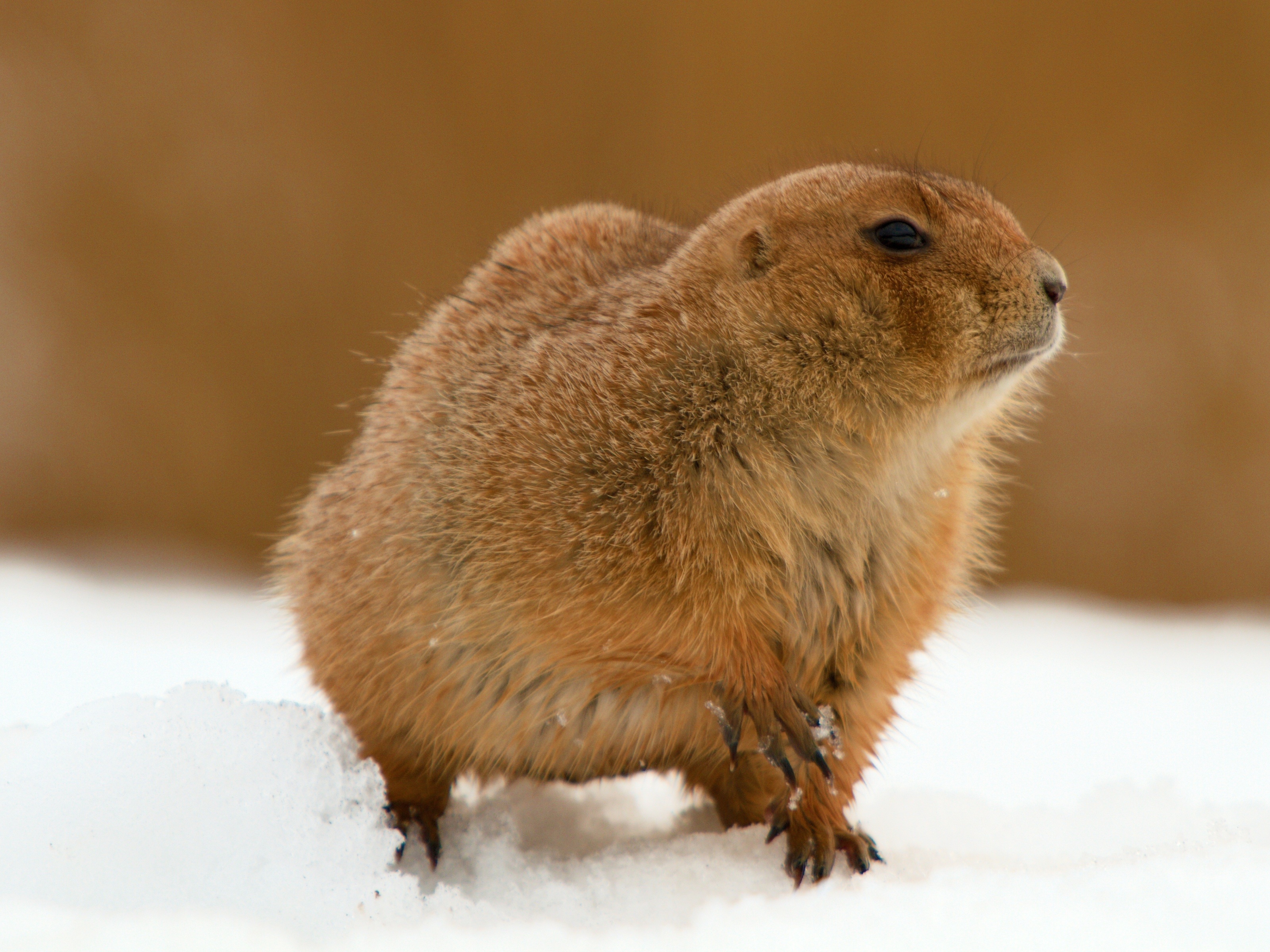 The Groundhog