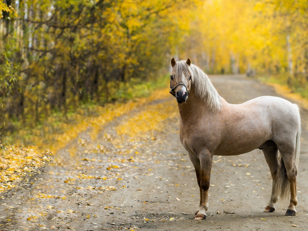 The Horse On The Road In The Fall