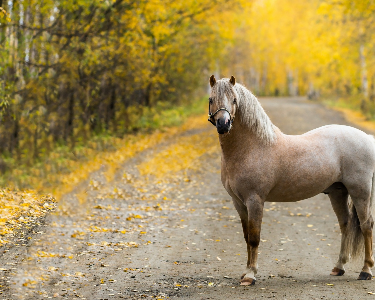 The Horse On The Road In The Fall