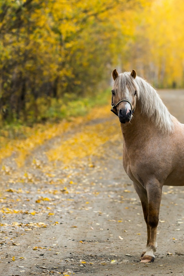 The Horse On The Road In The Fall