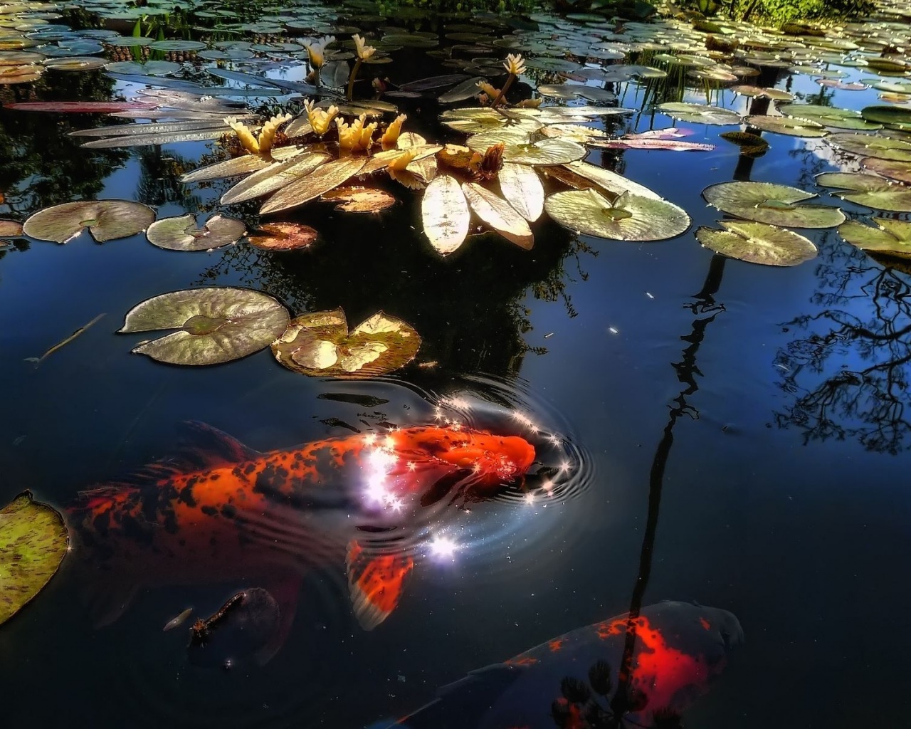 The Lake With Fish