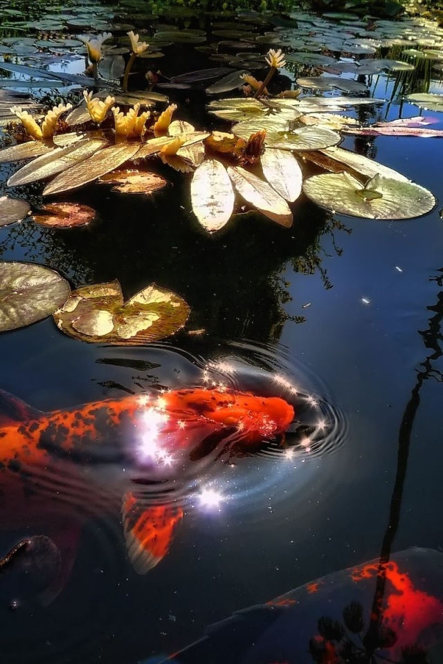 The Lake With Fish