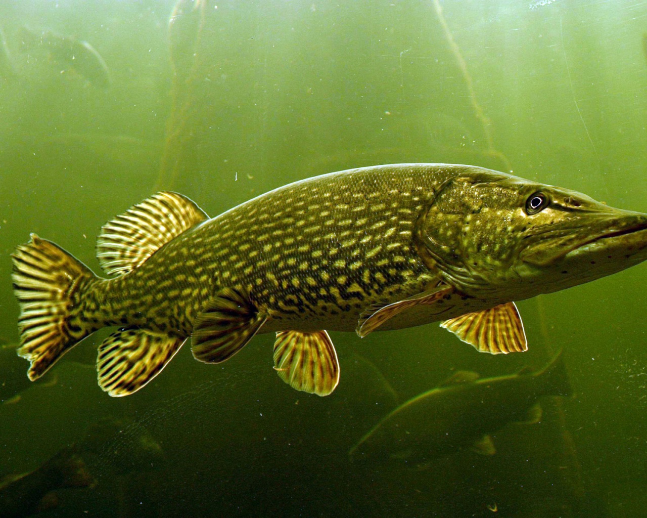 The Northern Pike