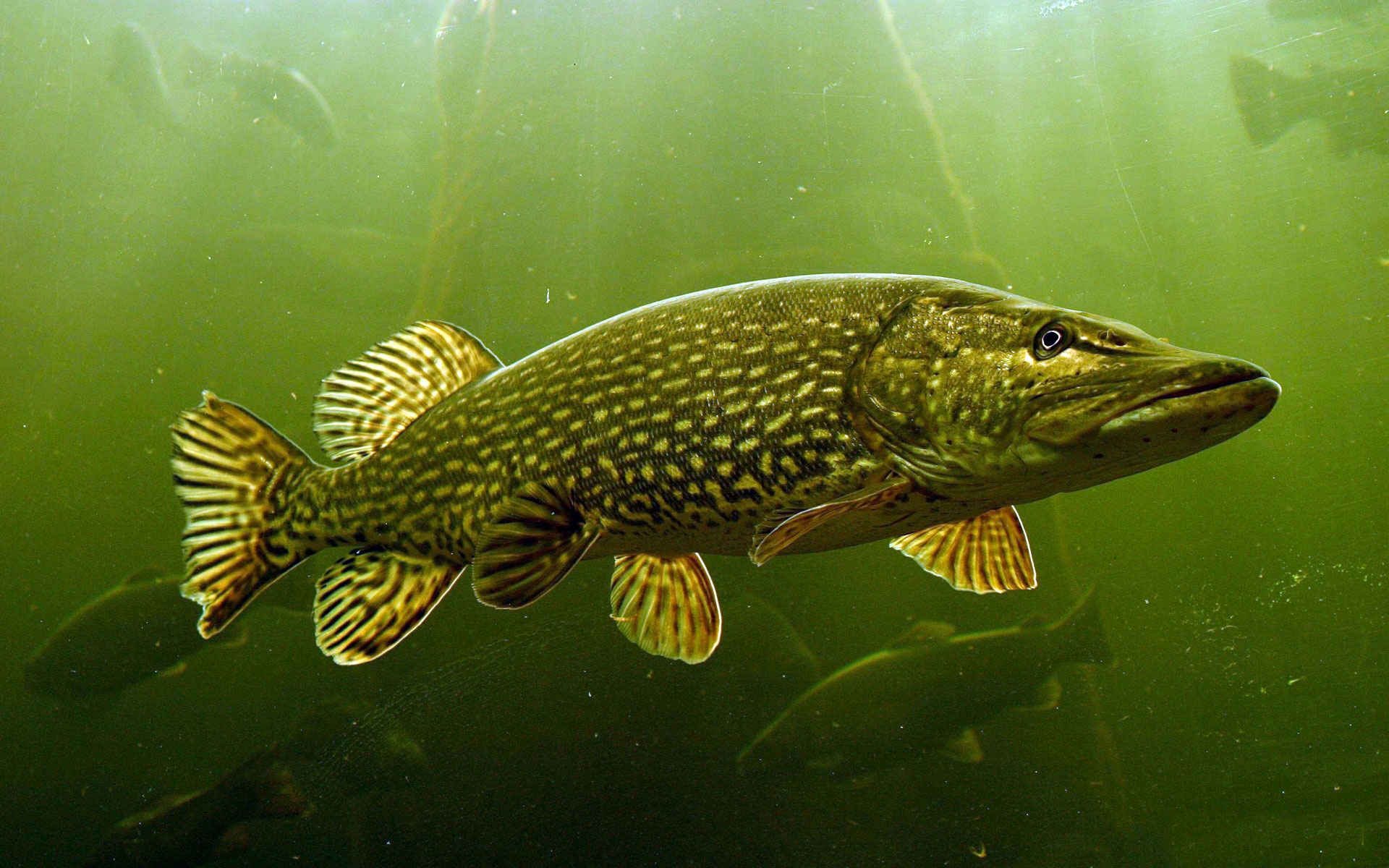 The Northern Pike