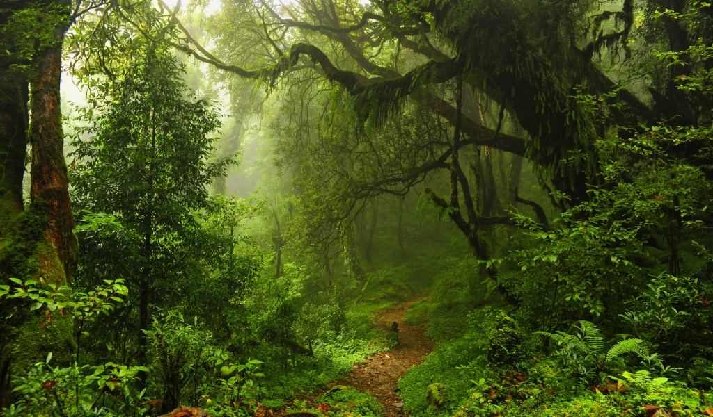 The Path Through The Jungle