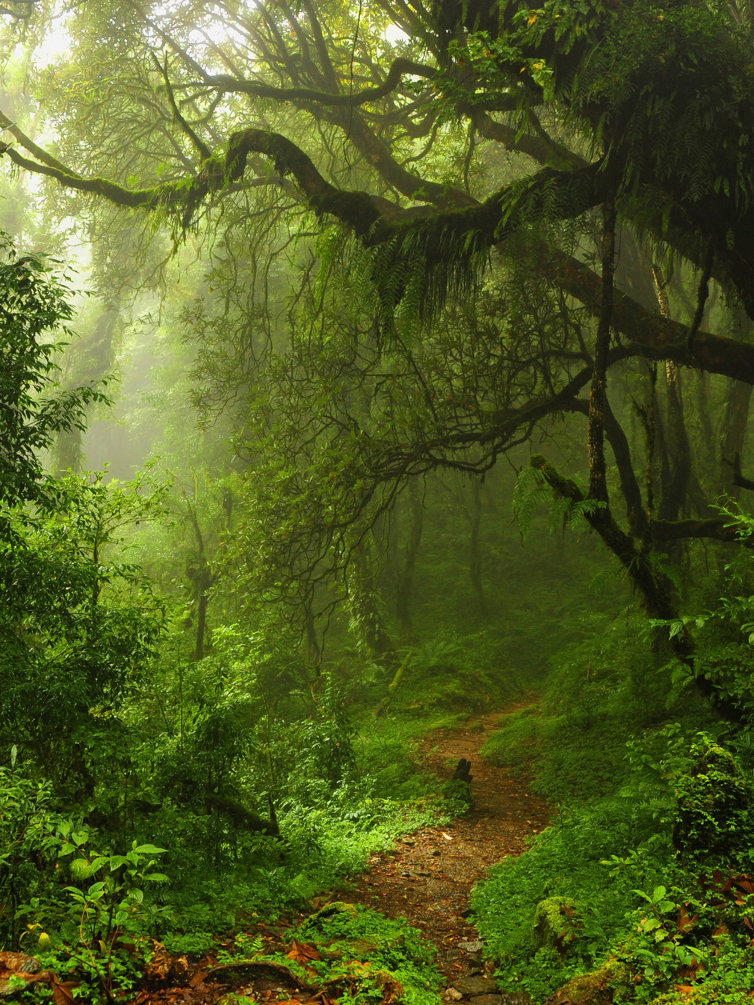 The Path Through The Jungle