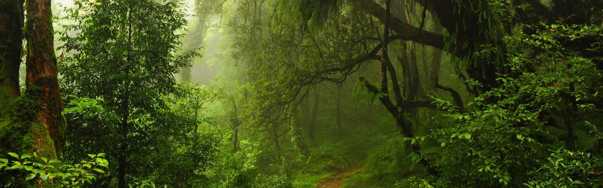 The Path Through The Jungle