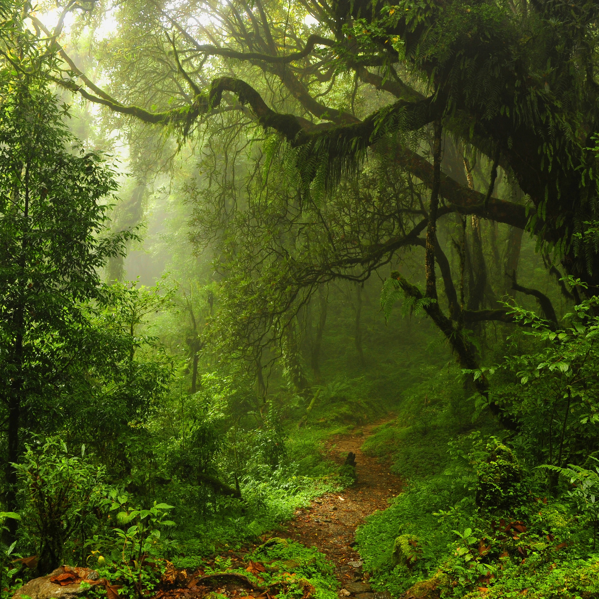 The Path Through The Jungle