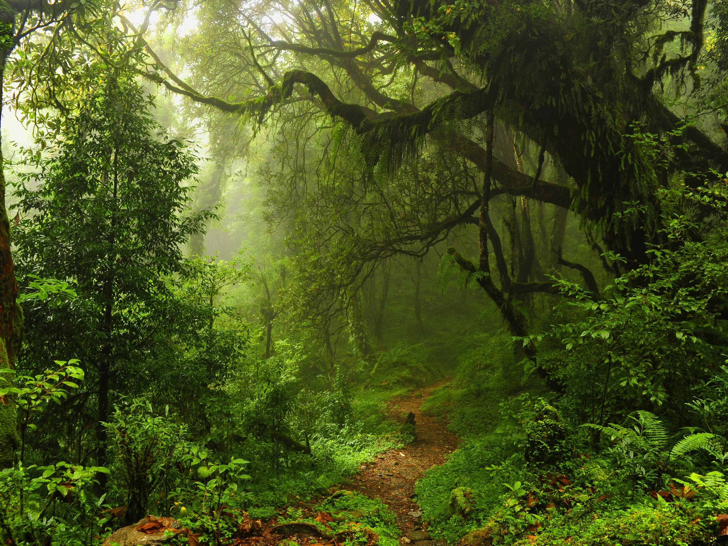 The Path Through The Jungle