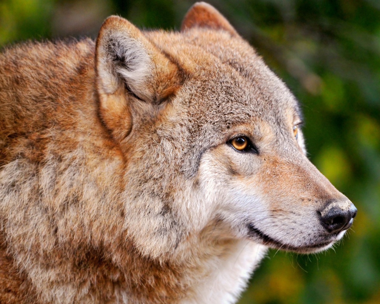 The Wolf