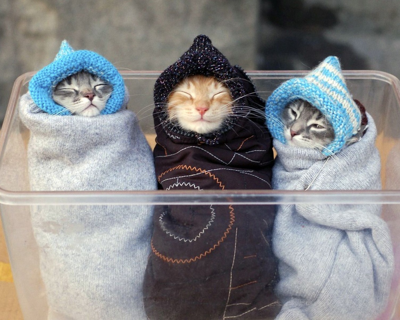 Three Kitten