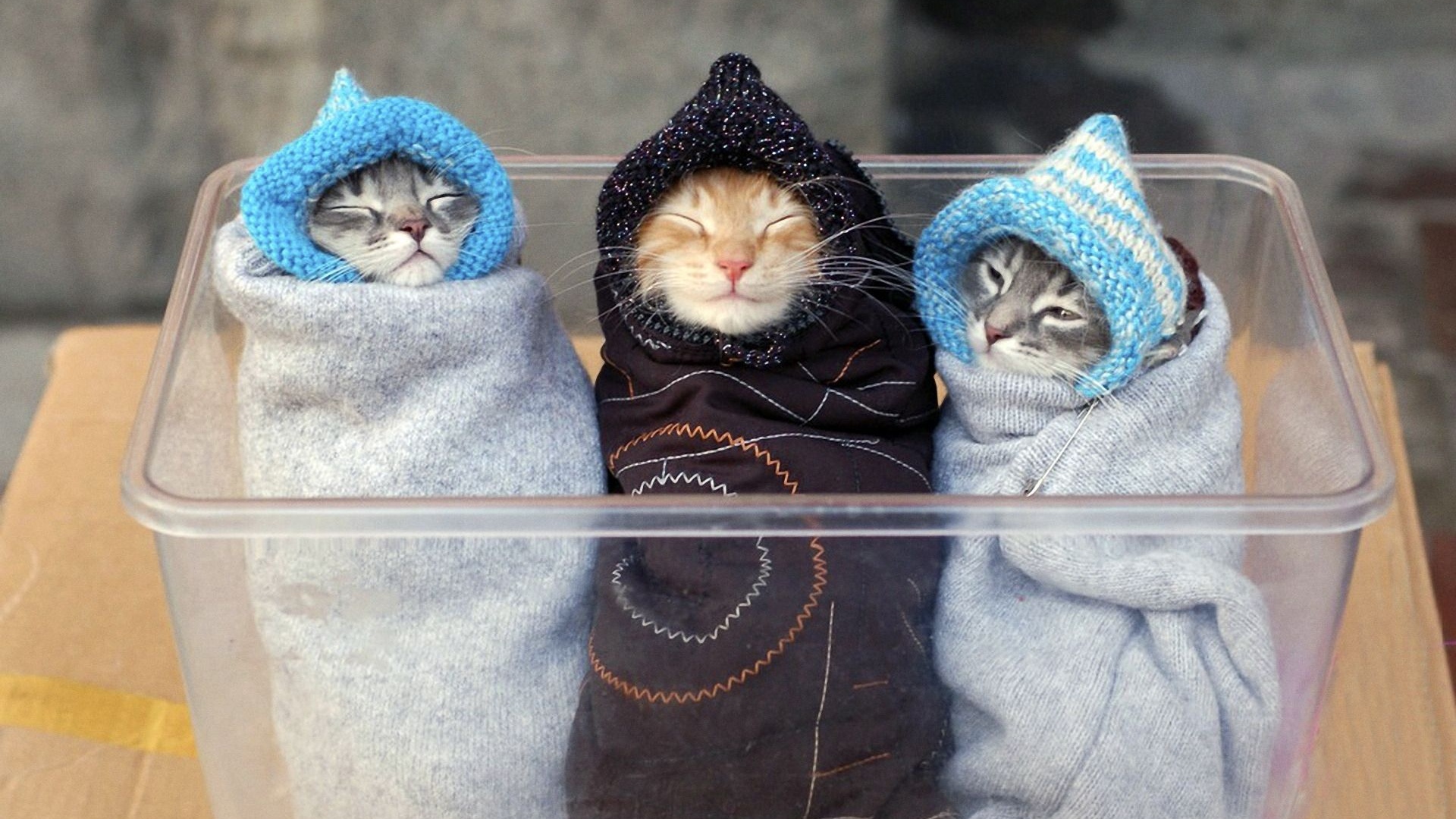 Three Kitten