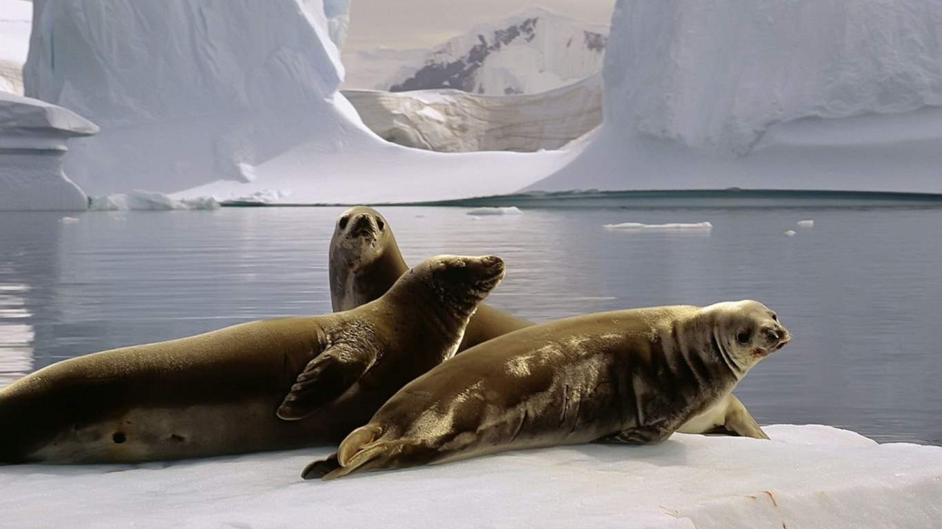 Three Seals