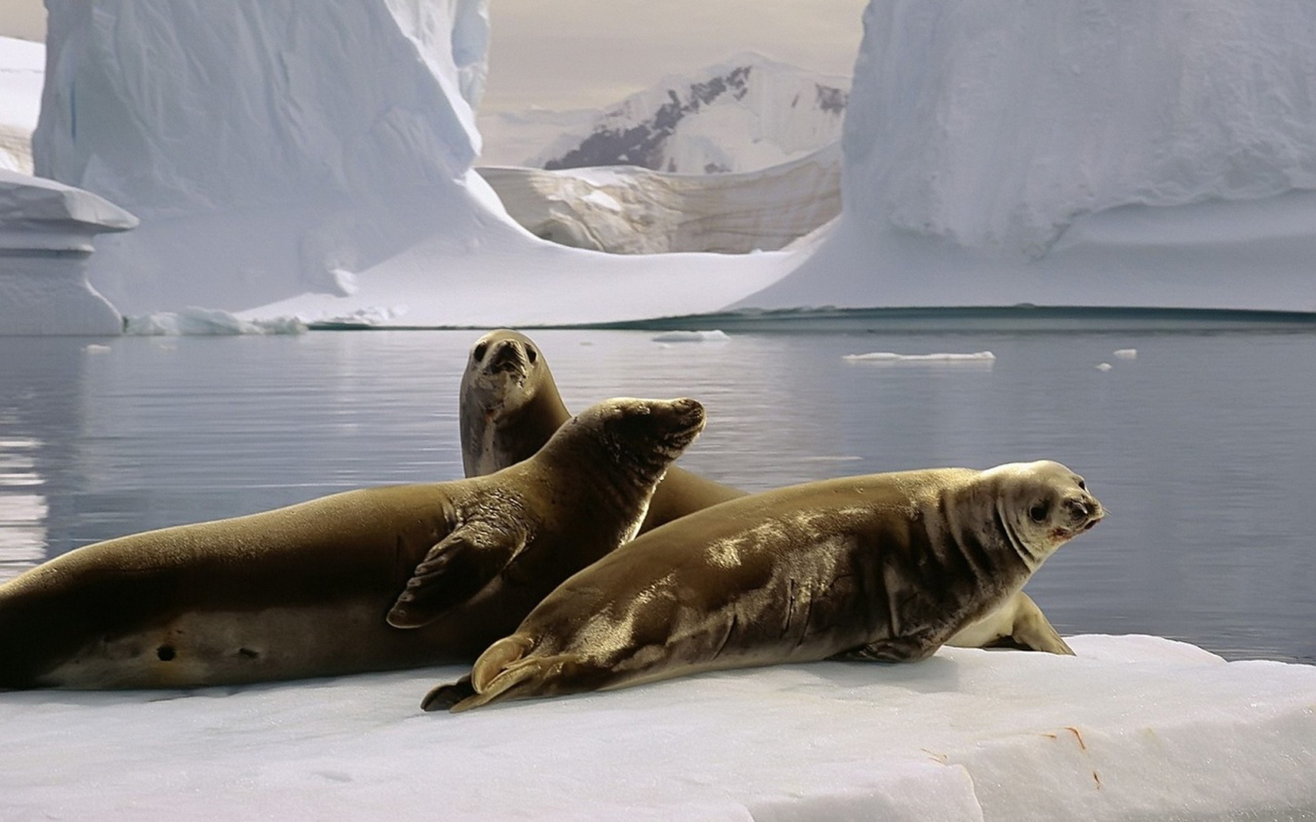 Three Seals