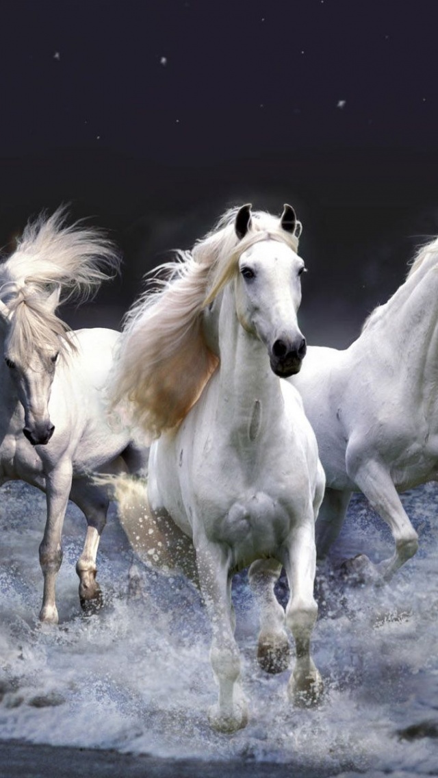 Three White Horses