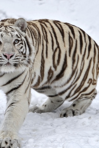 Tiger Albino Snow Winter