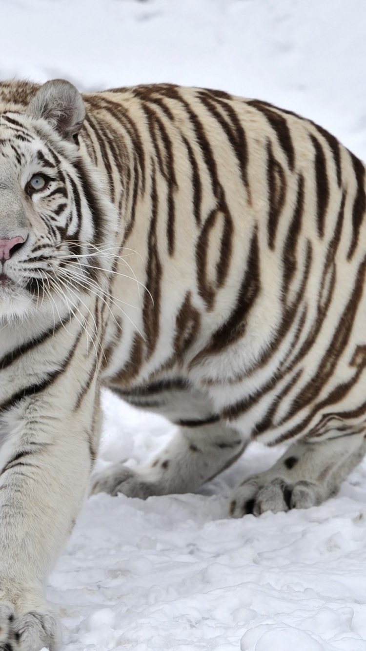 Tiger Albino Snow Winter