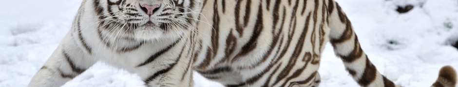 Tiger Albino Snow Winter
